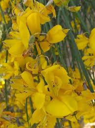 Image result for Spartium