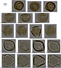 Image result for Rhynchosia holstii