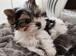 The standard parti color is black (blue), white, and gold (tan). Meet Leif Our 10 Week Old Parti Yorkie Puppy X Post R Aww Dogpictures Dogs Aww Cuteanimals Dogsoftwitter Dog Cute Yorkie Puppy Yorkie Puppies
