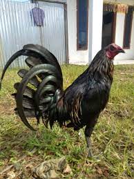 Gratis dipakai untuk komersial, kualitas tinggi dan bebas hak cipta. Jual Beli Ayam Philipin Kalbar Posts Facebook