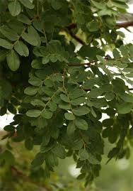 Image result for Erythrophleum