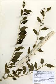 Image result for Erythrococca