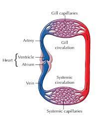 Single And Double Circulation Systems Animal Systems