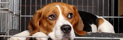 It's great when you see how happy a dog can be to get into their crate after a long day. How To Stop Your Puppy Crying In The Crate My Pet Needs That