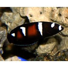 Black And White Striped Saltwater Fish Florida Coris Formosa Africa Coris Formosa Marine Fish Fish Salt Water Fish