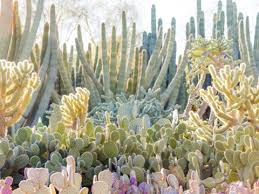 Home to 139 rare, threatened and endangered plant species from around the world. Phoenix Botanical Garden History Of The Desert Botanical Garden