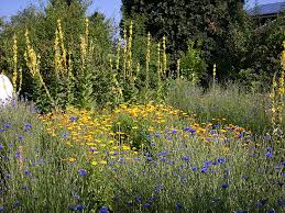 Ein garten ohne pflanzen & blumen? Mischkultur Fur Den Gesunden Garten So Geht S Waschbar Magazin