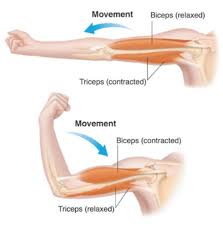 The forearm is the portion of the arm distal to the elbow and proximal to the wrist. Muscle Contraction And Movement In Animals Body Movements Class 6