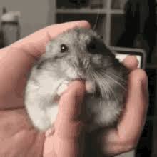 By shift3r · 1 post. Saltpepperhamsters On Scratch