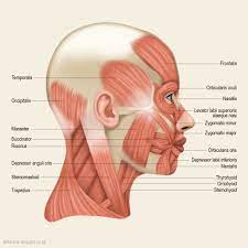 Muscles Of Mastication Muscles Of Mastication Greys Anatomy Anatomy Body System Head Muscles Face Muscles Anatomy Human Muscle Anatomy