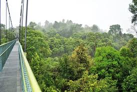 The tree top walk sg.sedim promote your page too. Canopy Walkway Wikiwand
