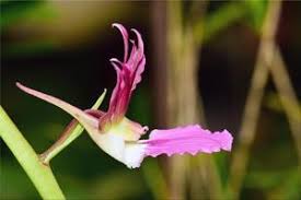 Image result for Oeceoclades saundersiana