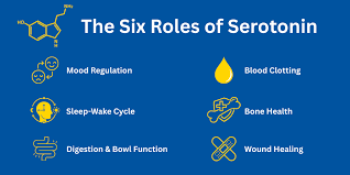 Image result for Serotonin