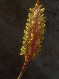 Image result for Disa fragrans