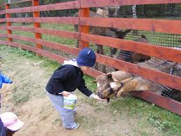 Un coin dans le jardin botanique. Parcul Moara De Vant De Langa Cluj Travelica