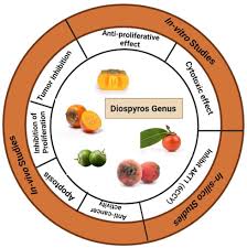 Image result for Diospyros chamaethamnus