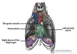 Image result for Pericardium