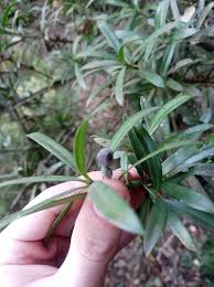 Image result for Podocarpus latifolius