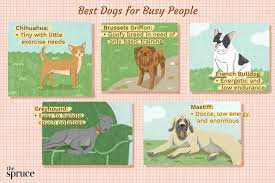 An attack from this dog causes severe damage to the victim. 10 Low Maintenance Dogs For Busy People