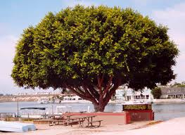 Image result for Ficus benjamina