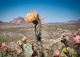 Dreamstime is the world`s largest stock photography community. Best Time For Blooming Cactuses In Texas 2021 When To See Rove Me