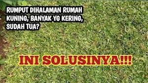 Selain dengan rajin memotong bagian yang melebar atau terlalu panjang, berikut ini adalah beberapa tips perawatan yang tepat bagi rumput gajah mini kesayangan anda. Cara Merawat Rumput Gajah Mini Tetap Hijau Youtube