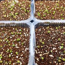 So, how do you make your own cactus soil? How To Germinate Lophophora Williamsii Seeds West Coast Cactus