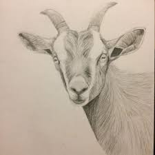 Really Enjoying Drawing Animals At The Moment Here S A Little Goat Drawing Pencildrawing Pencilsketc Hayvanlar Karakalem Cizimler Cizim Egitimleri
