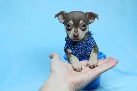 Maybe you would like to learn more about one of these? Pennysaver Teacup Chihuahua Puppies Available Now In Los Angeles California Usa