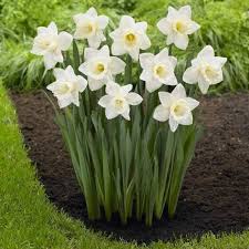 Daffodil Narcissus Mount Hood Longfield Gardens Planting Bulbs Spring Flowering Bulbs Bulb Flowers