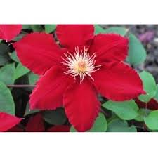 Maybe you would like to learn more about one of these? Vines East River Nursery Huron Sd