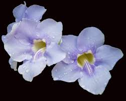 Free shipping for many items! Purple Flowers Black Background Photograph By Diane Bell