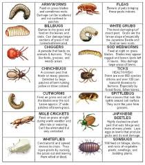 Pest control is similar to weed control. Pest Control Grub Supergreen