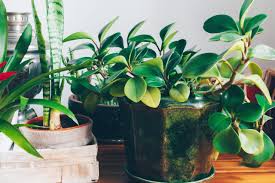 Collection by randa hiemke • last updated 9 days ago. Best Indoor House Plants Perfect For Beginners Fed Fit