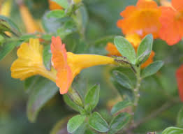 Image result for Streptosolen