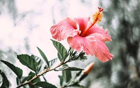 Look for dried, edible hibiscus flowers (often called flor de jamaica in specialty shops and mexican food markets). 7 Shocking Benefits And Risks From Hibiscus Tea Afternoon Tea Reads
