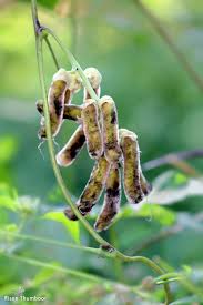 Image result for Mucuna pruriens