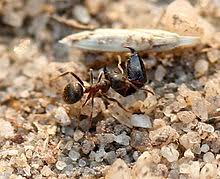 These are the queens and males, which mate in flight. Black Garden Ant Wikipedia