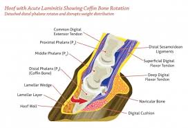 Orangutan, dog, pig, cow, tapir, and horse. Understanding Laminitis Horse Journals