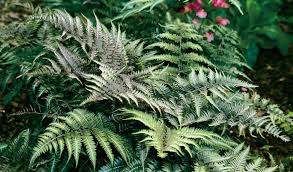 Image result for Athyrium newtonii