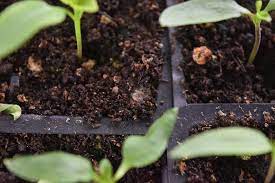 How To Get Rid Of White Mold On Seed Starting Soil In 2021 Seed Starting Seed Starting Soil Plant Soil