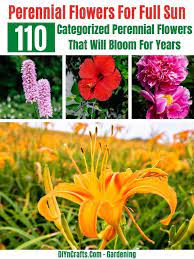Because rudbeckias are native to the central and eastern parts of the united states, they are also naturally drought and insect resistant. 110 Categorized Perennial Flowers That Will Bloom For Years