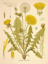 Fresh or dried dandelion herb is also used as a mild appetite stimulant and to improve upset stomach. A Modern Herbal Dandelion