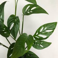This Is My First Growing Season With This Monstera Adansonii And I M So Excited To Watch It Grow Monstera Plant Leaves Seasons