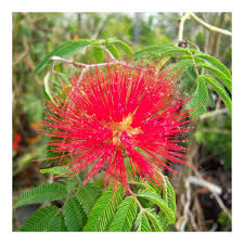 Image result for Calliandra tweedii