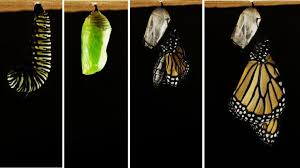 Have You Ever Seen How A Caterpillar Becomes A Butterfly Watch The Fascinating Transformation Called Metamorpho Butterfly Metamorphosis Butterfly Caterpillar