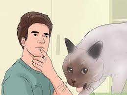 Maybe you would like to learn more about one of these? How To Stop A Cat From Biting And Scratching With Pictures