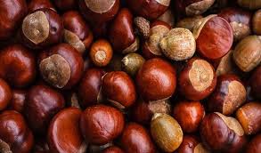 Kacang tanah kacang tanah merupakan sumber protein yang baik. 15 Jenis Kacang Kacangan Di Dunia Apa Aja Ya Nutify