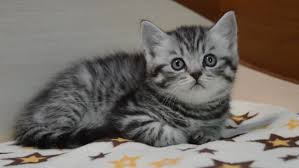 All copyrights to the photos belong to their owners. Kitten Cat Scottish Straight Loose Stock Footage Video 100 Royalty Free 1020077245 Shutterstock