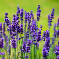 Oil seals are designed to withstand the levels of high pressure ge. Lavender Quiz Questions And Answers Free Online Printable Quiz Without Registration Download Pdf Multiple Choice Questions Mcq